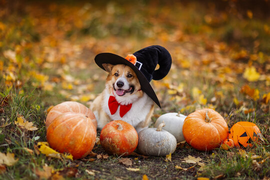 A cute corgi dog in a pumpkin carnival costume sits among orange vegetables in an autumn park on Halloween.