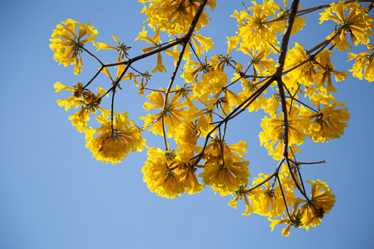 Galhos de ipe amarelo carregado de flores com c&eacute;u claro ao fundo.