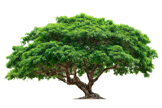 Large green leafy tree with wide canopy isolated on transparent background. Majestic green canopy of a mature tree isolated on white background.