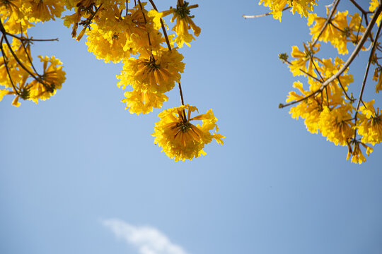Galhos de ipe amarelo carregado de flores com c&eacute;u claro ao fundo.
