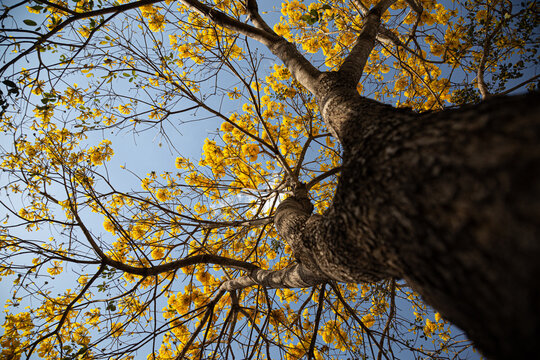 Um ipe amarelo fotografado de baixo para cima, com muitos galhos floridos.