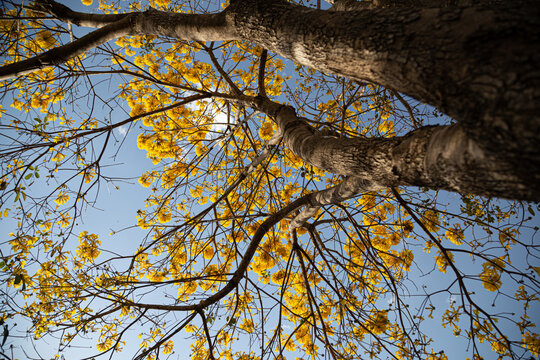 Um ipe amarelo fotografado de baixo para cima, com muitos galhos floridos.