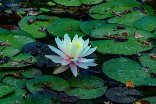 Seerosen Bl&uuml;ten und Bl&auml;tter in einem Teich im Sp&auml;tsommer