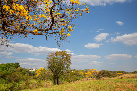 Galhos floridos de um ipe amarelo em primeiro plano e paisagem do cerrado, com c&eacute;u azul e algumas nuvens.