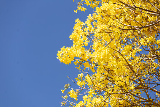 Close up em copo florida de um ip&ecirc; amarelo com c&eacute;u azul ao fundo.