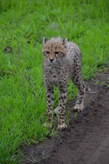 Fluffy cheetah cub standing in the green grass at Zulu Nyala Private Game Reserve, South Africa.  © Michael