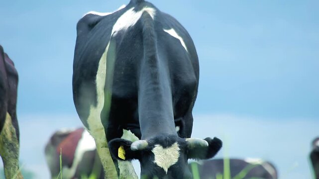 Holstein cow chewing grass low angle. Dairy farm animal green field close up.