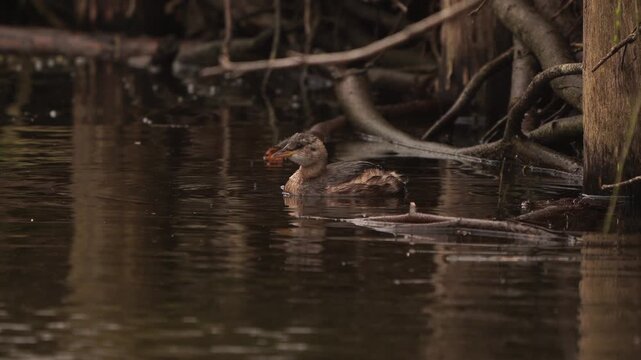 A little grebe (Tachybaptus ruficollis) preening its feather before diving underwater