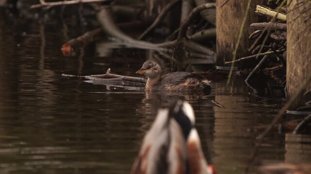 A llittle grebe (Tachybaptus ruficollis) eating a little fish before diving underwater.