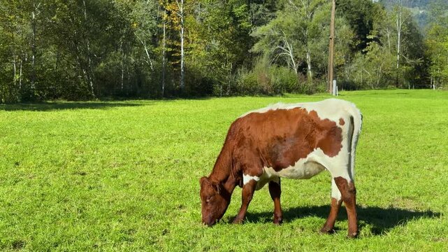 Brown and white cow grazing in a sunny alpine meadow in Austria, with several cattle resting on green grass near the forest in the background.