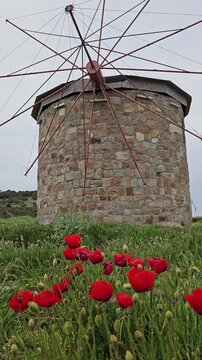 Stone windmill stands tall in green field. Red poppies bloom brightly . Windmill blades spin gently in soft breeze. Natural light enhances rustic stone and vivid flowers in Bozcaada, Turkey