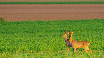 Pair of European Roe Deer Standing in Green Field⁠ © Alexander