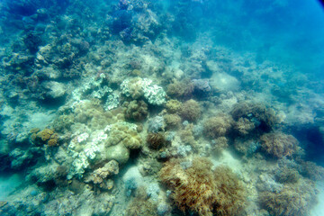 Nice photo of coral reef © mauriziobiso