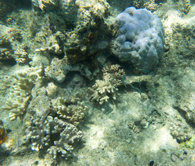 Nice photo of coral reef © mauriziobiso