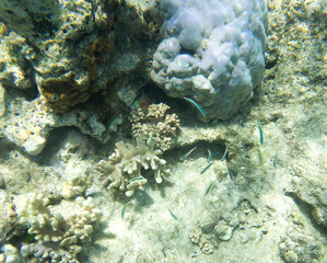 Nice photo of coral reef © mauriziobiso