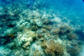 Nice photo of coral reef © mauriziobiso