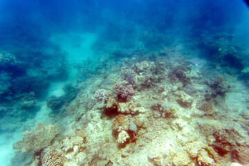 Nice photo of coral reef © mauriziobiso