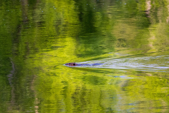 Beavery swimming in lush forest reflections