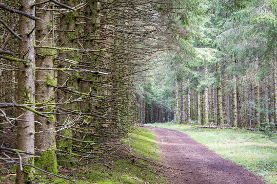 Narrow dirt path winds through a tall pine forest carpeted with moss in Auvergne. A quiet trail concept symbolizes relaxation and reconnecting with untouched nature.