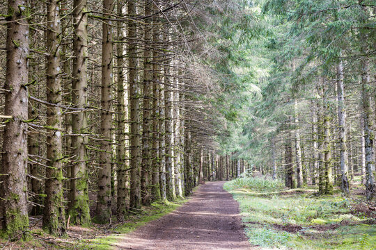 Narrow dirt path winds through a tall pine forest carpeted with moss in Auvergne. A quiet trail concept symbolizes relaxation and reconnecting with untouched nature.