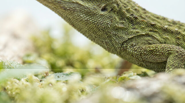 Closeup of a green lizard head resting on a mossy lichen covered stone