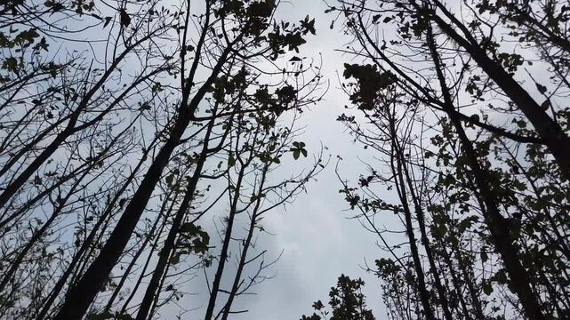 Cinematic slow motion tracking backward low angle shot looking up at silhouetted slender trees against a cloudy overcast sky
