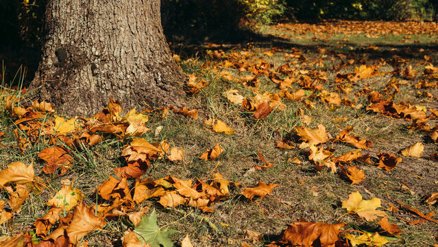 Dry golden maple leaves covering grass around tree trunk in sunny autumn park. Ground level natural view suitable for seasonal, and fall foliage topics. Wide banner format