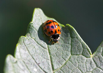 Multicolored Asia lady beetle, Harmonia axyridis, UK, an invasiv species. © joe888