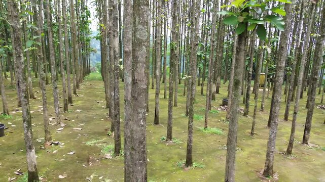 Cinematic slow motion pan right along a geometric forest plantation of slender teak trees on a mossy green floor
