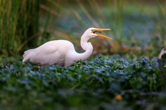 White egret eating