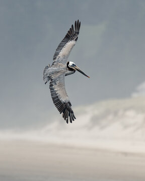 Pelican flying and isolated against misty background