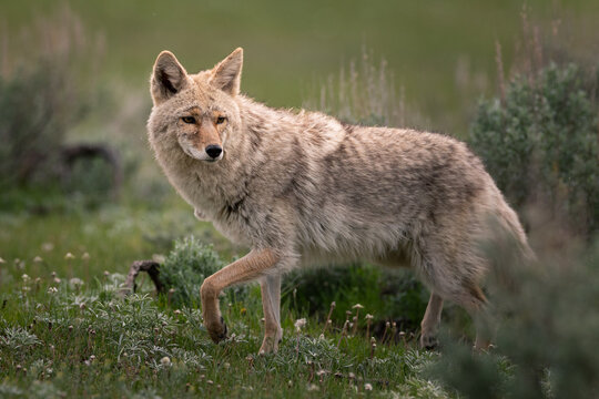 Close up view of wild coyote in Yellowstone