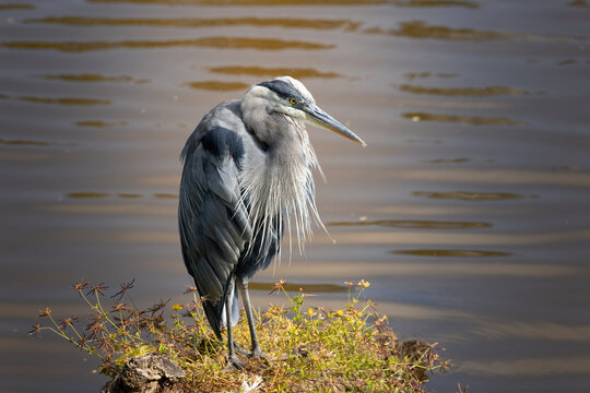 Gray heron in pensive position