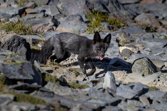Rare white tipped black fox