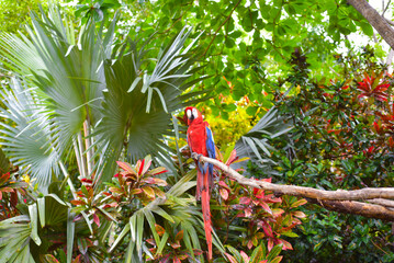red and yellow macaw © MasterPhotographyLG