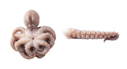 Whole fresh raw octopus and one cut tentacle with suction cups isolated on a white background © Martarina