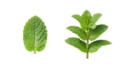 Fresh green mint leaves and a whole sprig isolated on a clean white background © Martarina