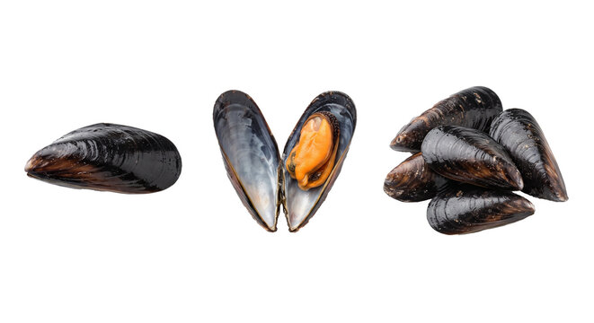 Fresh black mussels in closed shells, an open mussel with orange meat, and a pile isolated on a white background