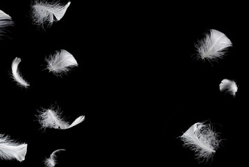 White feather isolated on a black background. © Nikolay