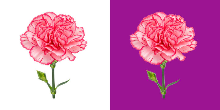Beautiful pink and white carnation flower with green stem and small buds transparent png