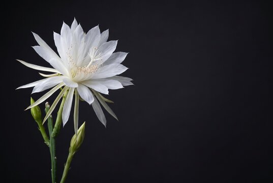 White night-blooming cereus flower with pointed petals and two green buds stands upright against a dark, plain background.