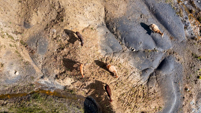 Aerial view of thin cattle grazing on severely eroded farmland, illustrating the environmental impact of soil degradation and overgrazing in iNtabazwe, Free State, South Africa.
