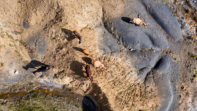 Aerial view of thin cattle grazing on severely eroded farmland, highlighting the environmental impact of overgrazing and soil degradation in iNtabazwe, Free State, South Africa.