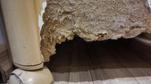 Animal damage mars carpet beneath furniture leg. Furry creature gnawed through flooring fibers. Worn wheeled furniture leg stands nearby. Wood grain floor shows signs of wear