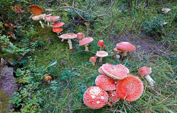Massen von Fliegenpilzen - mass occurrence of fly agarics