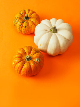 Small, textured pumpkins sit centered on a vibrant orange background. Its stem is dark and slightly rough, adding contrast. The pumpkin's surface shows natural ridges and subtle blemishes