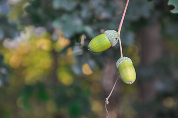 Close up of green acorns hanging on an oak tree branch in late summer © Anastasiia