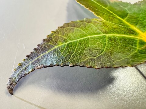 Hoja