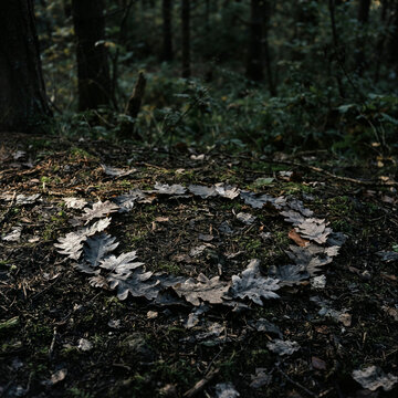Ring of oak leaves arranged on moss on a dark forest floor in soft natural daylight