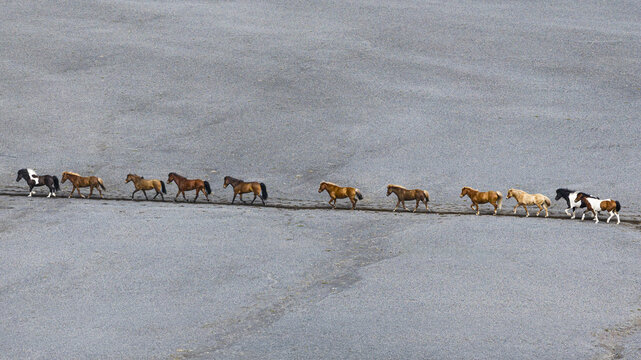 Aerial view of a line of Icelandic horses walking across a vast, barren volcanic landscape in Iceland.
